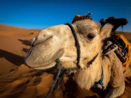 Descubre la tendencia del color camel claro en diferentes telas y texturas