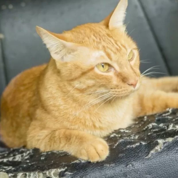 Reparar arañazos gato sofá piel