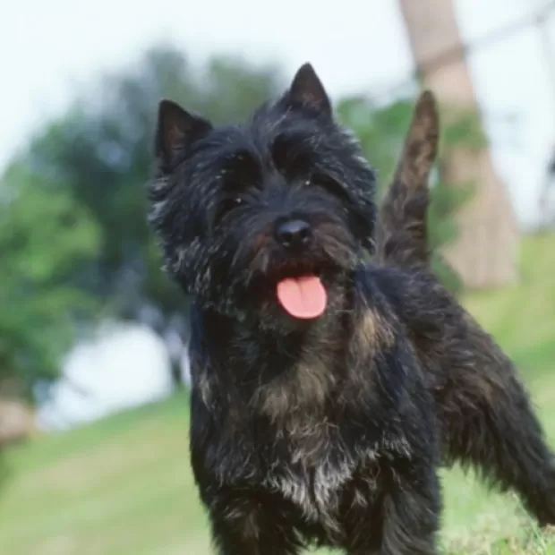 West Highland black Terrier