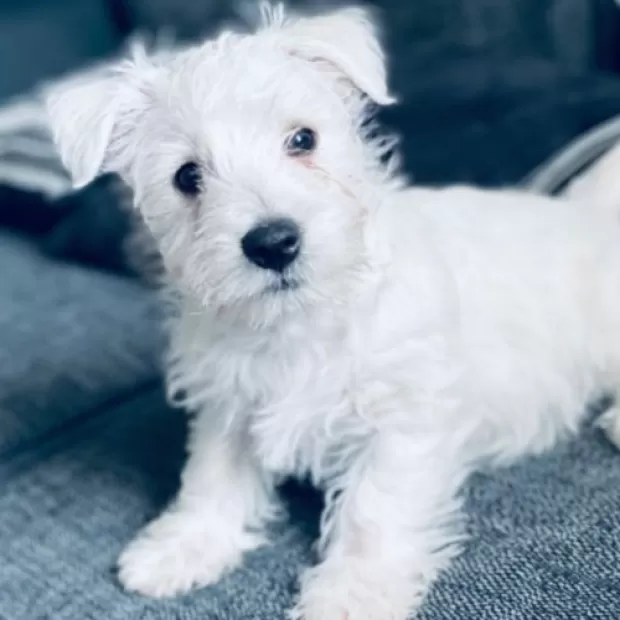 West highland white terrier adopción