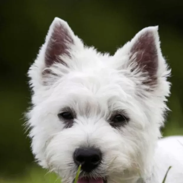 West Highland White Terrier criadero