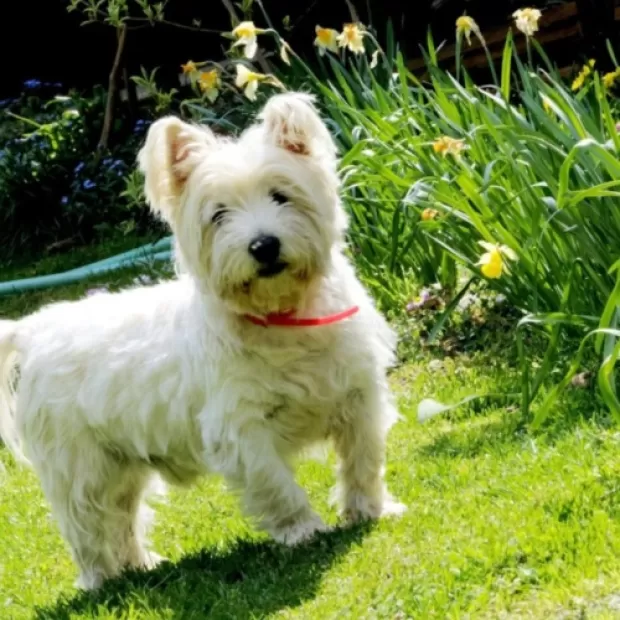 West Highland White Terrier suelta pelo